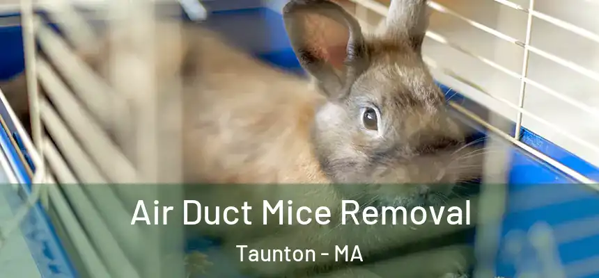  Air Duct Mice Removal Taunton - MA